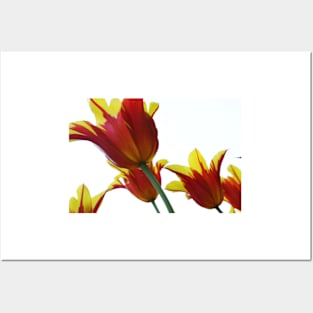 Tulips Posters and Art